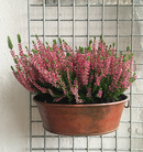 Stigebeslag 71x15,5 mm t/lodret stige, gulgalvaniseret